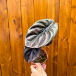 Alokázia cuprea (Alocasia cuprea) ´RED SECRET´ - výška 20-30 cm, kont. C1L